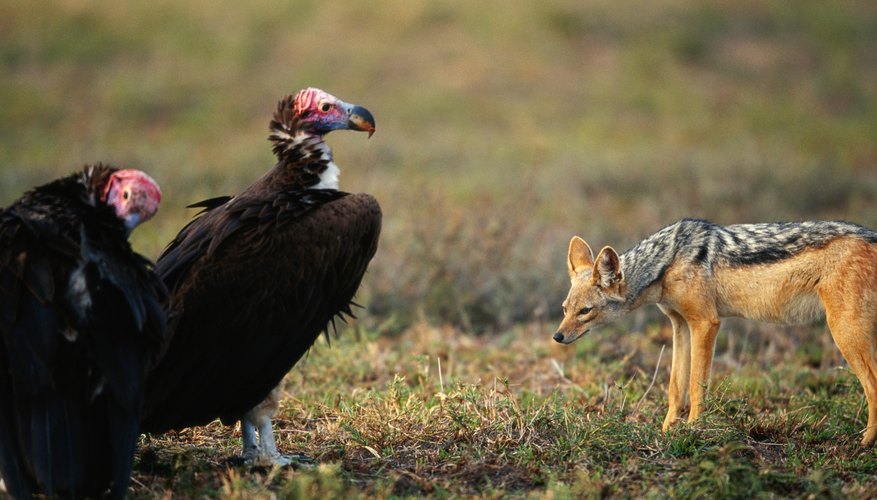 Scavenger animals benefit from dead animals without affecting them. Scavenger animals benefit from dead animals without affecting them.