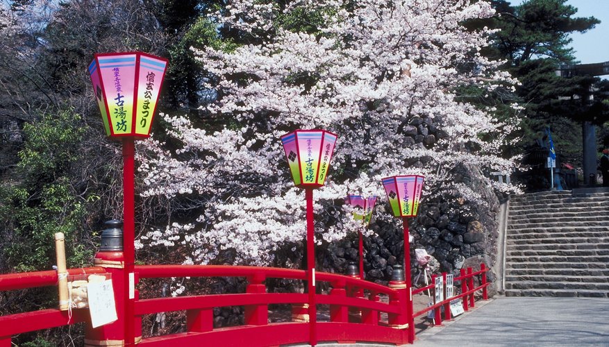 Cherry blossom along walkway in Japan Cherry blossom along walkway in Japan