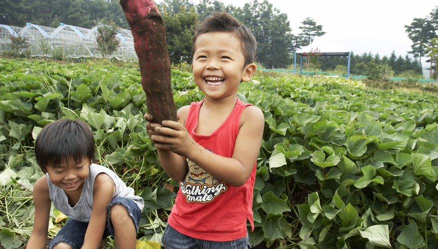 Visit a working farm to introduce your preschooler to how food is grown. Visit a working farm to introduce your preschooler to how food is grown.
