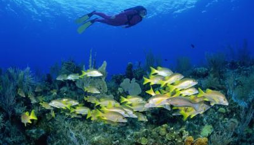 Marine life is affected by a number of different factors. Marine life is affected by a number of different factors.