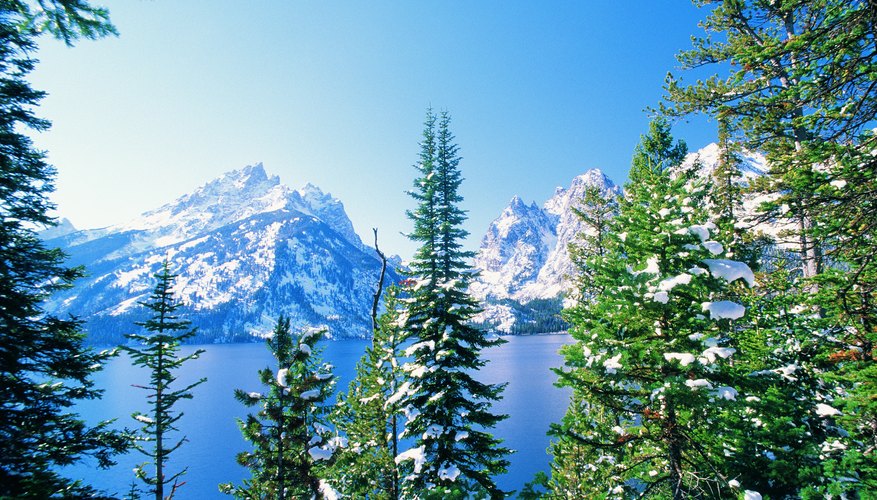 coniferous-forest-boreal-forest-forest-conifer-trees