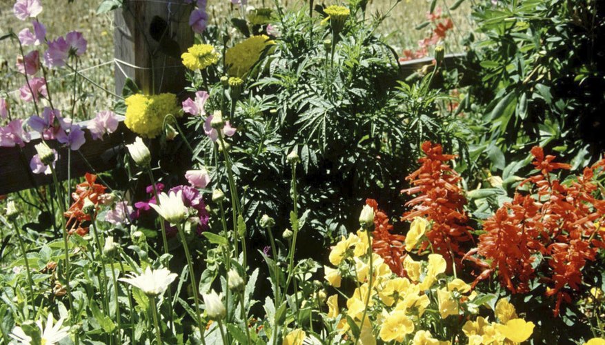 Keep your plants in bloom for longer with proper care. Keep your plants in bloom for longer with proper care.