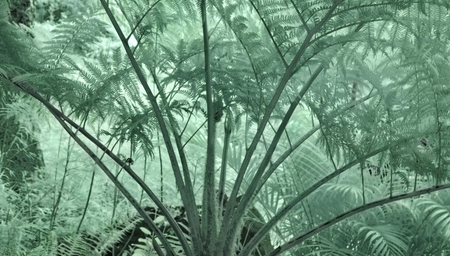 Most cycads require moderate humidity to truly thrive. Most cycads require moderate humidity to truly thrive.