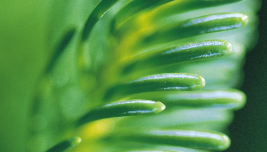 New spruce needles grow only once annually. New spruce needles grow only once annually.