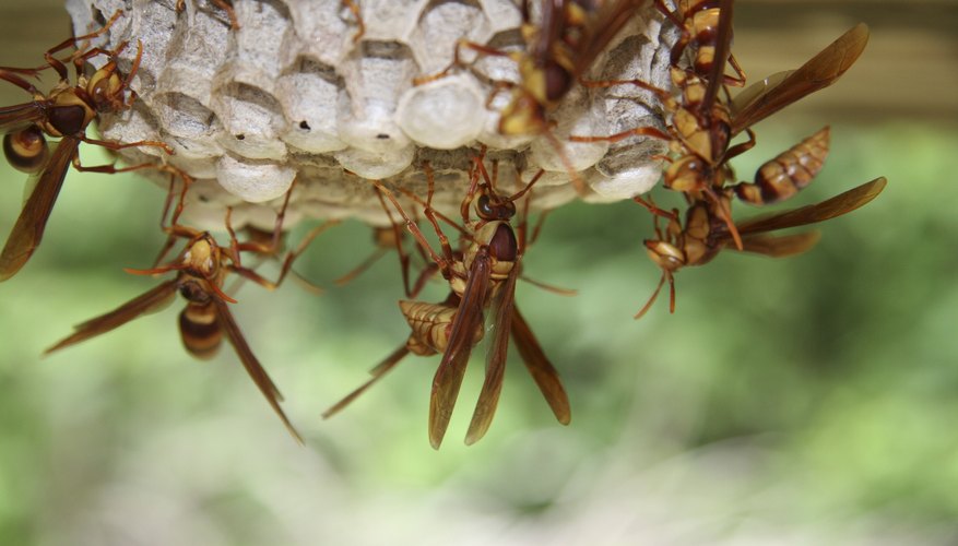 Cicada killer wasps build a nest Cicada killer wasps build a nest