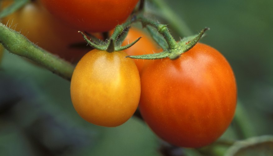 Tomatoes ripen on a vine. Tomatoes ripen on a vine.