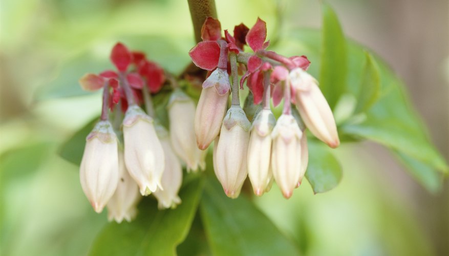 Rabbiteye blueberries' delicate, creamy blooms hint at fruit to come. Rabbiteye blueberries' delicate, creamy blooms hint at fruit to come.