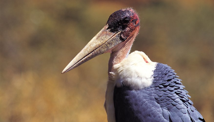A marabou stork is a scavenger and a heterotroph. A marabou stork is a scavenger and a heterotroph.
