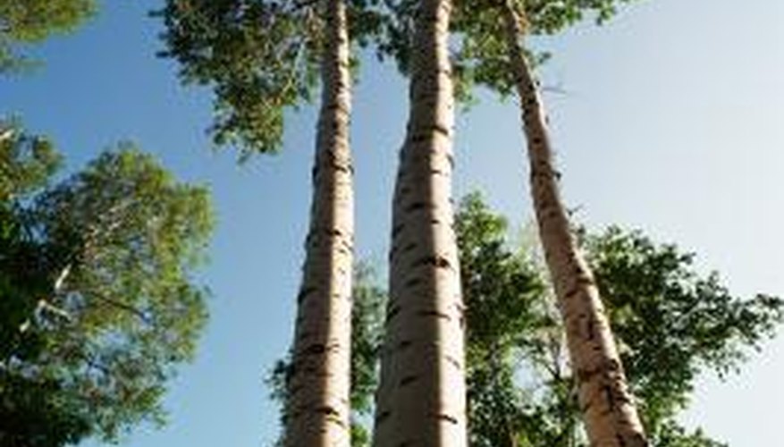 poplar-tree-identification-sciencing