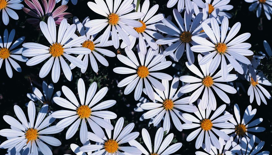 daisies daisies
