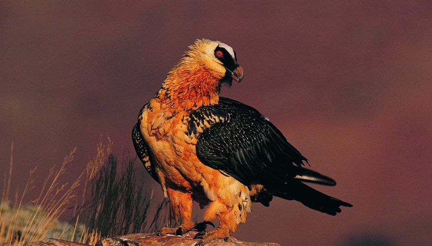 Vultures benefit from eating dead animals which is parasitism. Vultures benefit from eating dead animals which is parasitism.