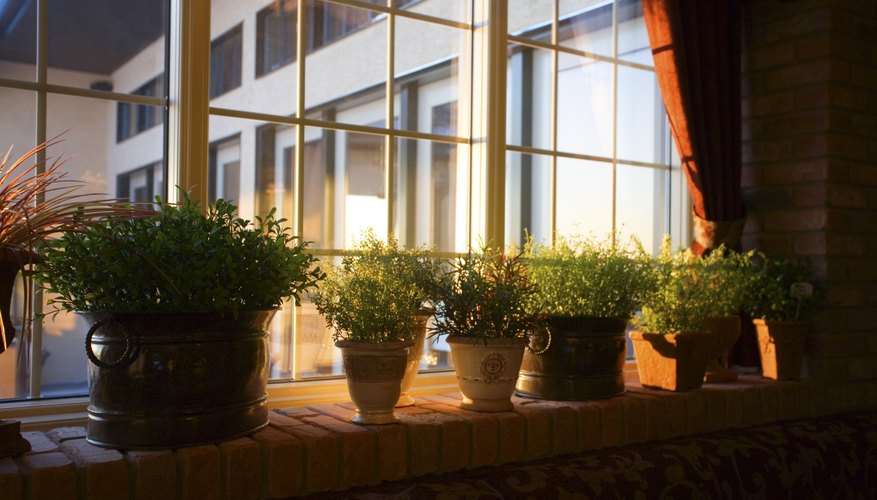 House plants in a windowsill House plants in a windowsill