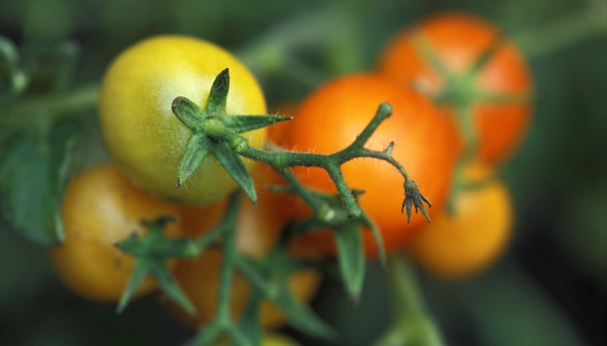 Tomato plants cannot survive freezing weather. Tomato plants cannot survive freezing weather.