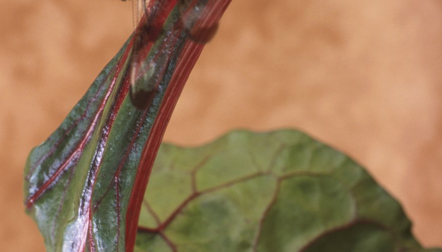Plant rhubarb in full sun for best growth. Plant rhubarb in full sun for best growth.