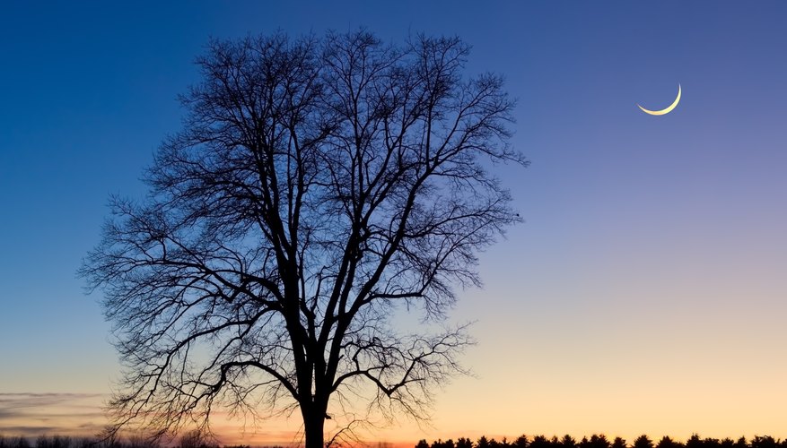A crescent moon in the night sky above the silhouette of a tree. A crescent moon in the night sky above the silhouette of a tree.