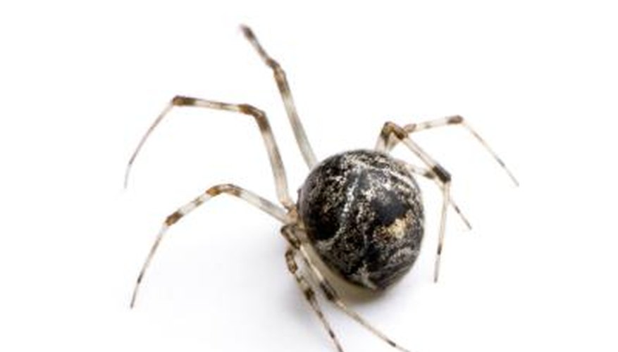 Common House Spider Common House Spider