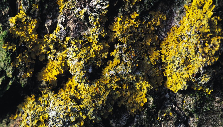 Lichens look like plants but are actually combinations of two organisms. Lichens look like plants but are actually combinations of two organisms.