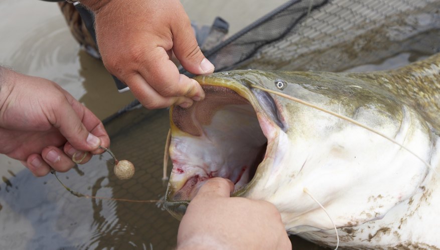 Remove the hook from its mouth. Remove the hook from its mouth.