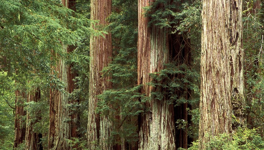 The trunks of redwood trees in the Redwood National Forest. The trunks of redwood trees in the Redwood National Forest.