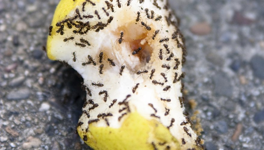 A swarm of ants on the core of a pear on the ground. A swarm of ants on the core of a pear on the ground.