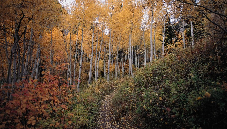 what-are-the-landforms-of-the-temperate-deciduous-forest-sciencing