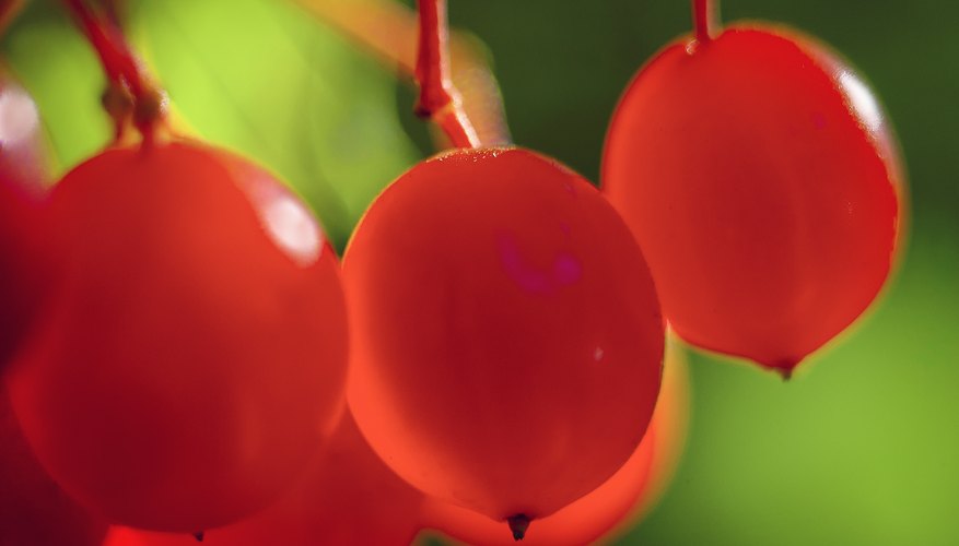 The berries of the highbush cranberry can be preserved in jellies or jam. The berries of the highbush cranberry can be preserved in jellies or jam.