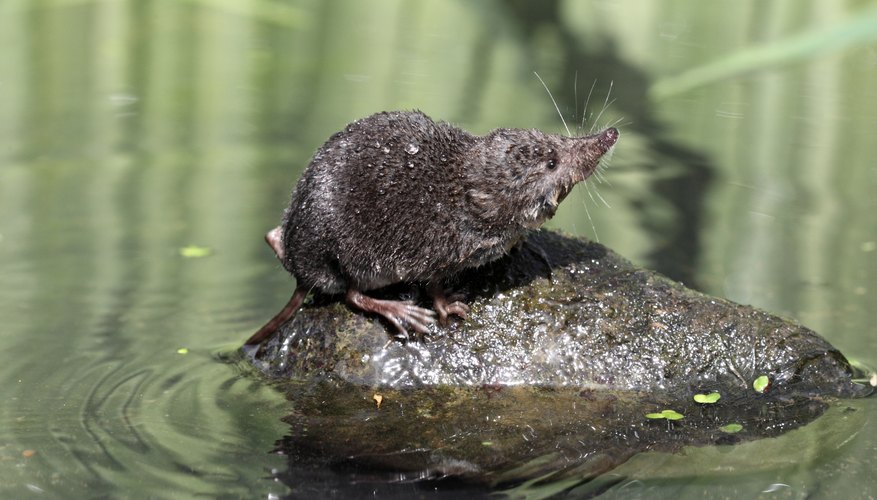 Difference Between a Mole & a Shrew | Sciencing