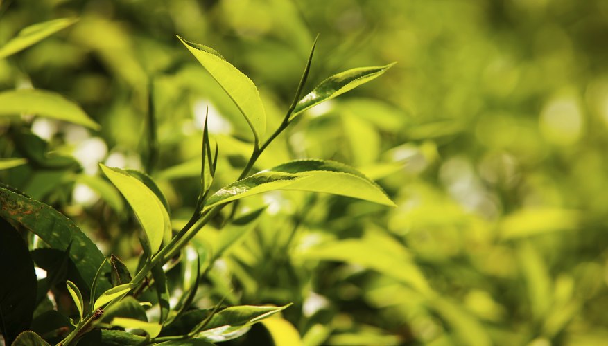 A tea plant provides an appealing evergreen backdrop. A tea plant provides an appealing evergreen backdrop.