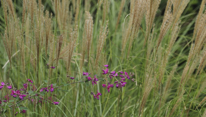 Warm-season grasses must be cut back very early in the growing season. Warm-season grasses must be cut back very early in the growing season.