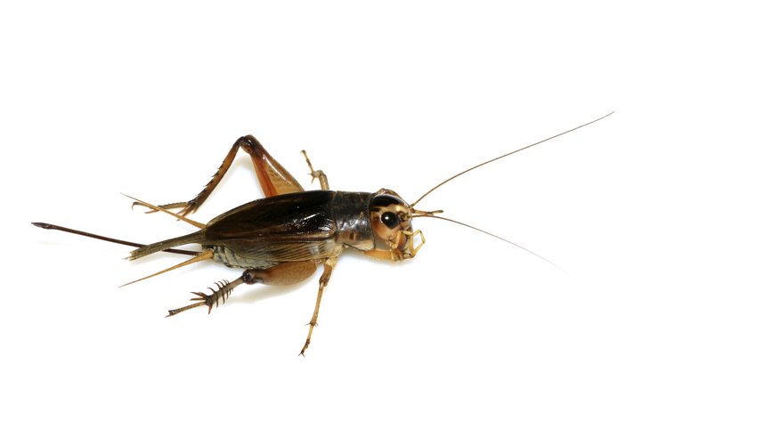 Field crickets' ovipositors enable them to insert eggs into moist soil. Field crickets' ovipositors enable them to insert eggs into moist soil.