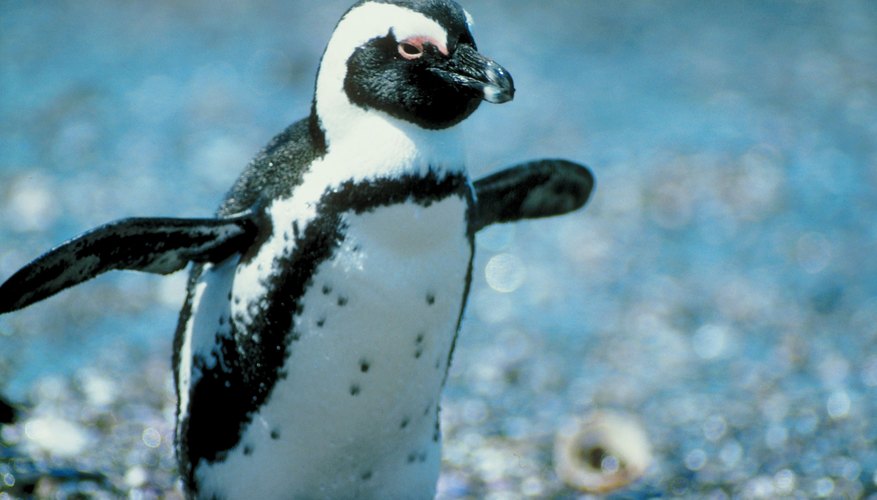 Baby penguin Baby penguin
