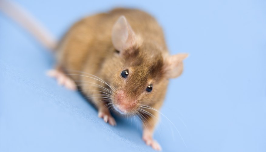 Craft the mouse standing on all four legs. Craft the mouse standing on all four legs.