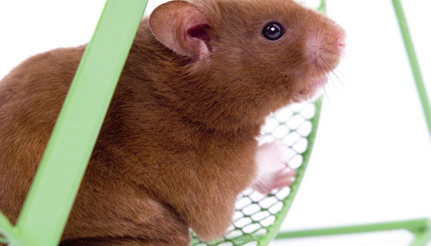 Hamsters are small and cute, but they're not necessarily the best pet choice for young children. Hamsters are small and cute, but they're not necessarily the best pet choice for young children.