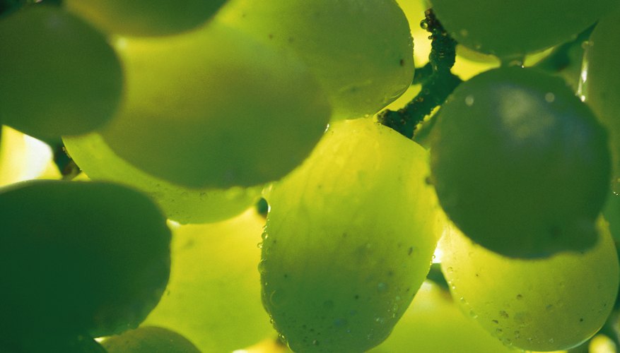 You can grow your own grapes hydroponically. You can grow your own grapes hydroponically.