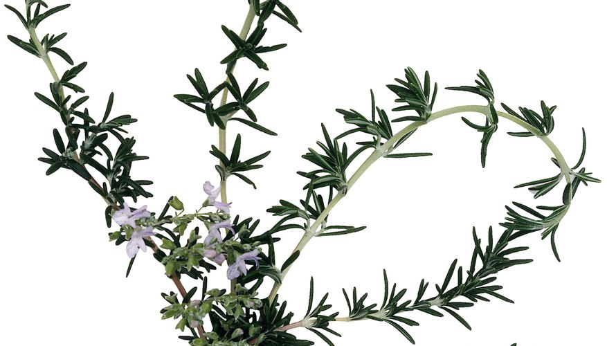 A native environment of harsh conditions led to small flowers and waxy leaves among rosemary species. A native environment of harsh conditions led to small flowers and waxy leaves among rosemary species.