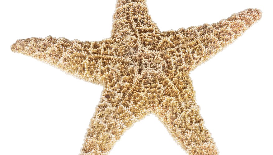 Starfish are usually found in or near sea water. Starfish are usually found in or near sea water.