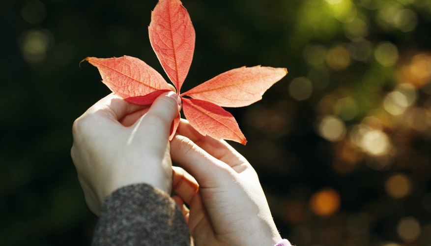 You can specify a color of leaf, shape or a species with a verification picture. You can specify a color of leaf, shape or a species with a verification picture.