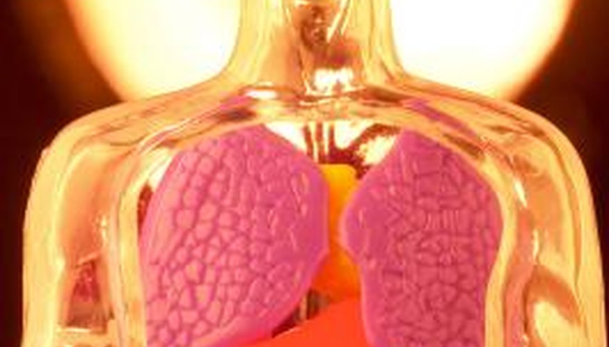When many organ systems are formed together they create a living being. When many organ systems are formed together they create a living being.