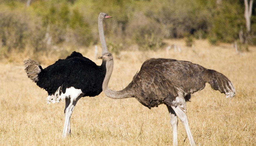 the ostrich is the largest bird the ostrich is the largest bird
