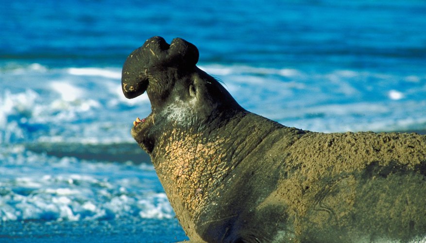 Along with certain whales, elephant seals are diving champions among marine mammals. Along with certain whales, elephant seals are diving champions among marine mammals.