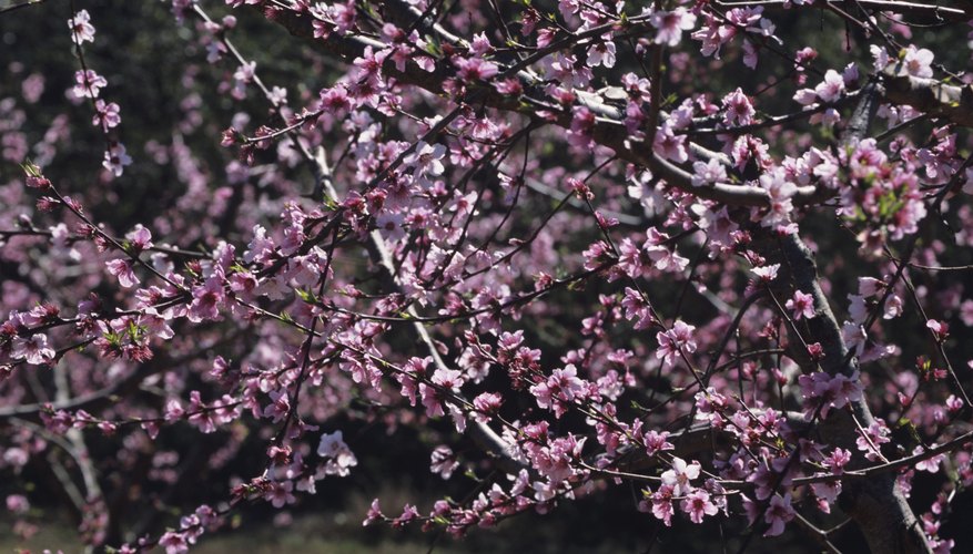 Peach flower colors range from cream to pink. Peach flower colors range from cream to pink.