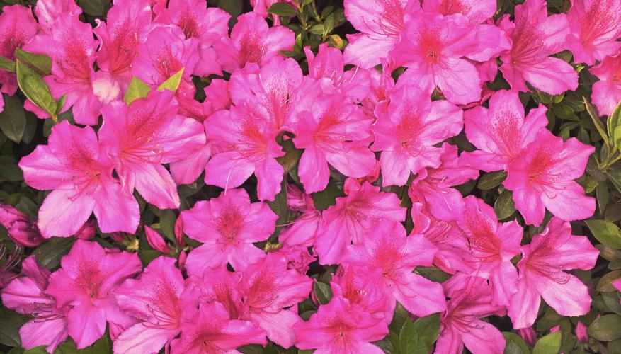 Azalea bushes are shade-loving and bloom with tropical-looking spring flowers. Azalea bushes are shade-loving and bloom with tropical-looking spring flowers.