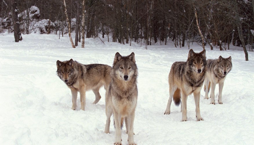 Wolves are often found in packs, which helps to dissuade other predators from attacking. Wolves are often found in packs, which helps to dissuade other predators from attacking.