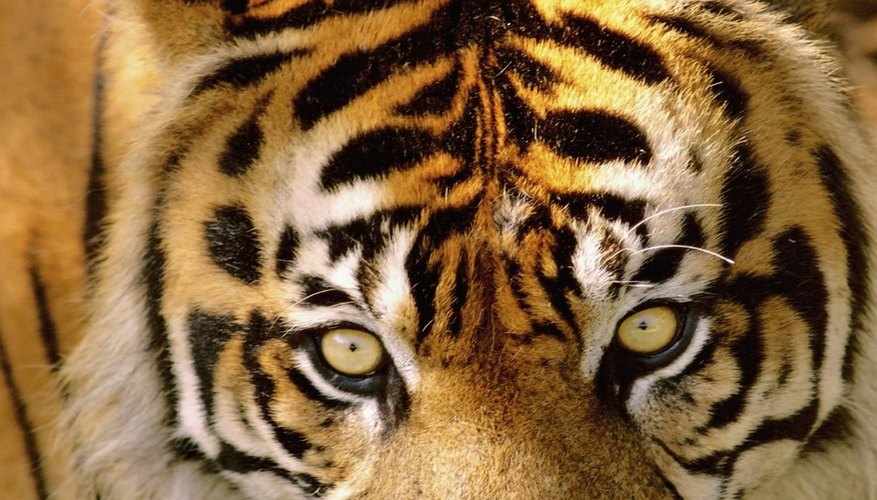 The entire family can enjoy a day at the zoo. The entire family can enjoy a day at the zoo.
