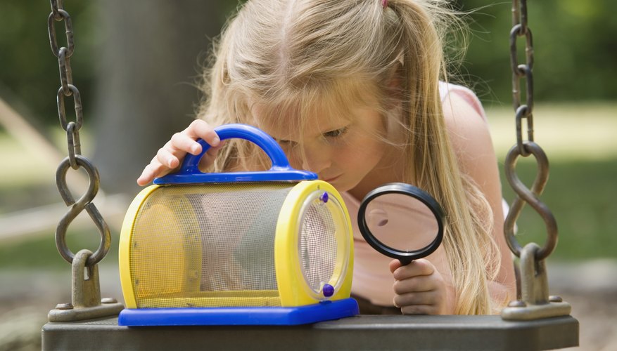 Curious kids can learn more about bugs at the Bug Museum. Curious kids can learn more about bugs at the Bug Museum.