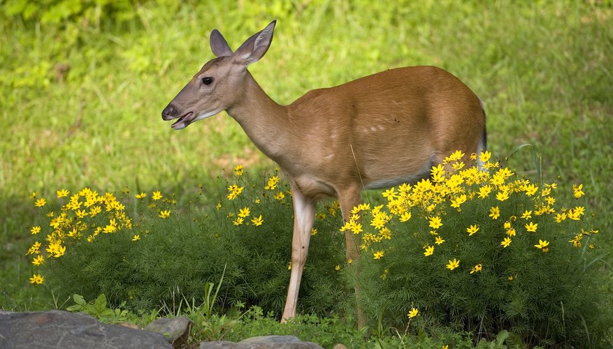 In suburban areas, deer may munch on roses and other flowers. In suburban areas, deer may munch on roses and other flowers.