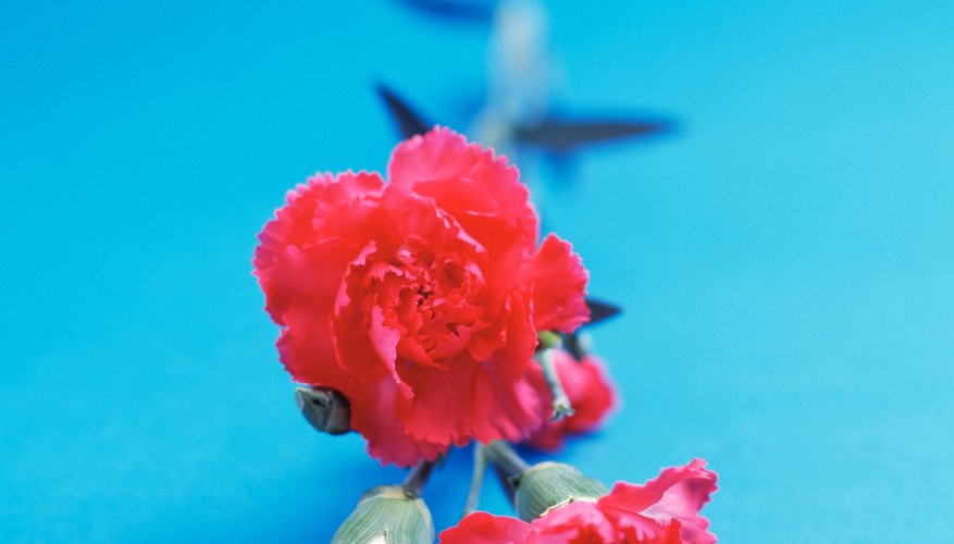 Make beautiful carnations out of crepe paper. Make beautiful carnations out of crepe paper.