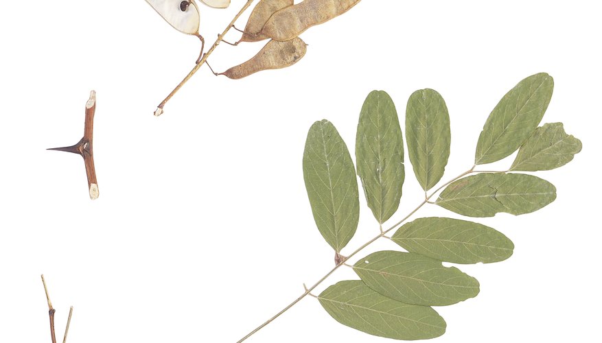 Double compound leaves have multiple compound leaflets. Double compound leaves have multiple compound leaflets.