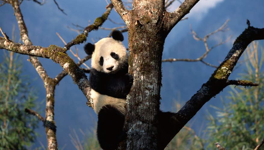 How to Make a Model of a Panda's Habitat | Sciencing