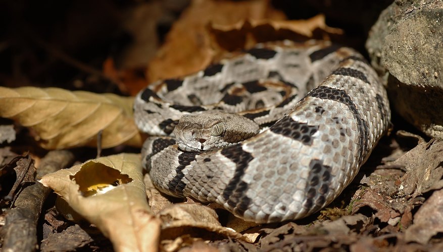 how-to-identify-baby-rattlesnakes-sciencing